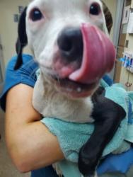 Shelter Stray Female Dog last seen Near Bogard Street, City of Charleston, SC, 2455 Remount Rd, North Charleston, SC 29406, USA