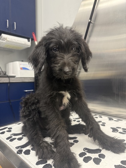 Shelter Stray Female Dog last seen Near Long Acre Dr, Berkeley County, SC, 2455 Remount Rd, North Charleston, SC 29406, USA