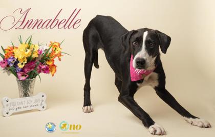 Shelter Stray Female Dog last seen Near N Mobile Street, Fairhope, AL 36532, Fairhope Animal Control Jurisdiction, AL, 555 S Section St, Fairhope, AL 36532, USA