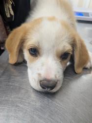 Shelter Stray Male Dog last seen , , NM, 1209 NM-314, Los Lunas, NM 87031, USA