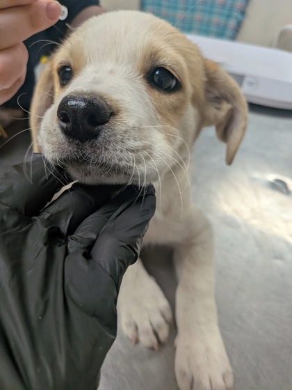 Shelter Stray Female Dog last seen , , NM, 1209 NM-314, Los Lunas, NM 87031, USA