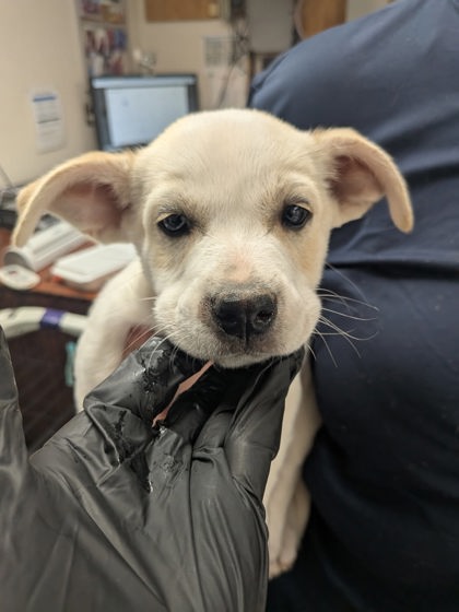 Shelter Stray Male Dog last seen , , NM, 1209 NM-314, Los Lunas, NM 87031, USA