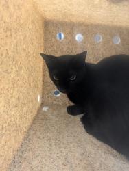 Shelter Stray Unknown Cat last seen Near Avenida Maestas ( LLAC), Los Lunas,, 1209 NM-314, Los Lunas, NM 87031, USA