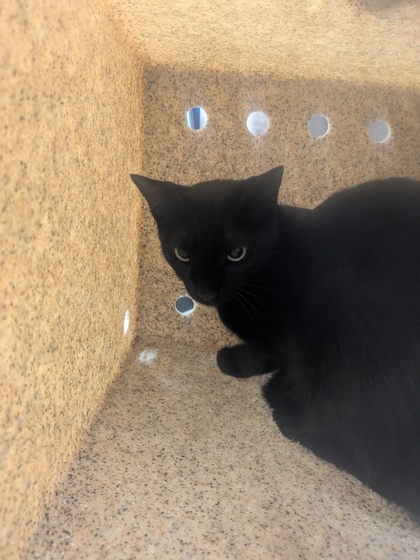 Shelter Stray Unknown Cat last seen Near Avenida Maestas ( LLAC), Los Lunas,, 1209 NM-314, Los Lunas, NM 87031, USA