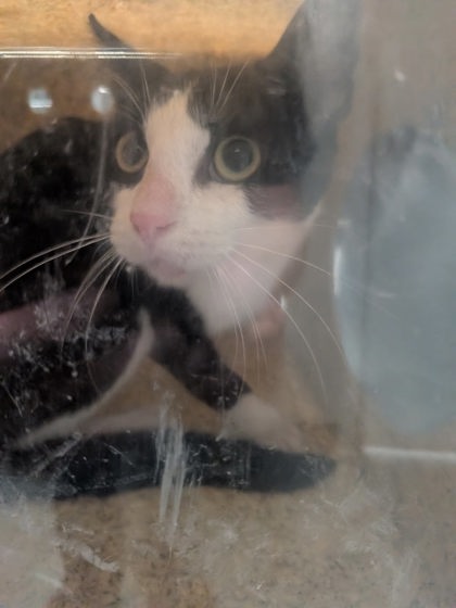 Shelter Stray Unknown Cat last seen Clifford Crt (BELEN ACO), Belen,, 1209 NM-314, Los Lunas, NM 87031, USA