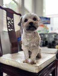 Lost Male Dog last seen Near soda way, Sacramento, CA 95834