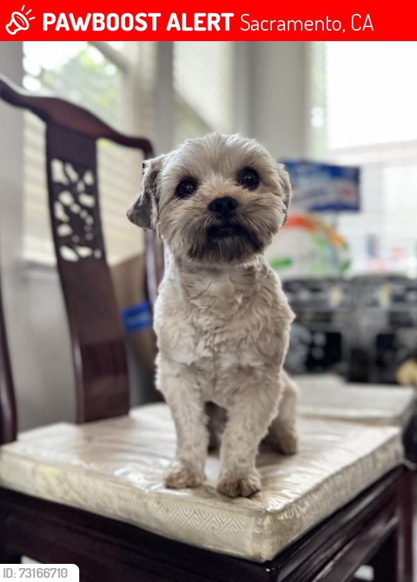 Lost Male Dog last seen Near soda way, Sacramento, CA 95834