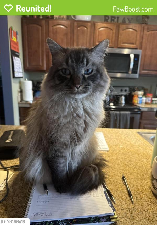 Reunited Male Cat last seen Progress and Netherland, Centennial, CO 80015