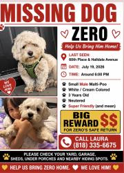 Lost Male Dog last seen Normandie and 60th pl, Los Angeles, CA 90044