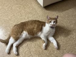 Lost Male Cat last seen Bell hill, Worcester, MA 01608