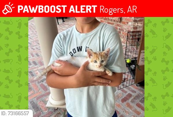 Lost Female Cat last seen Shadow Valley, Rogers, AR 72758