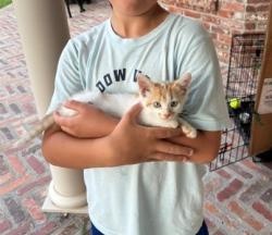 Lost Female Cat last seen Shadow Valley, Rogers, AR 72758