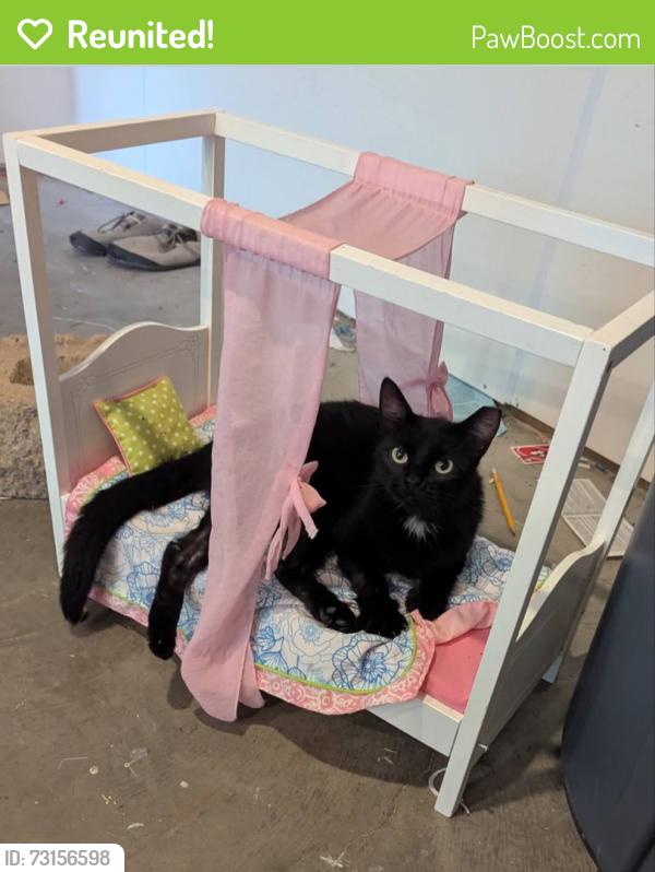 Reunited Female Cat last seen S Lake Sarah Dr, Independence, MN 55359