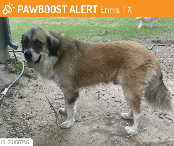Found/Stray Male Dog last seen Creechville and Elm St., Ennis, TX 75119