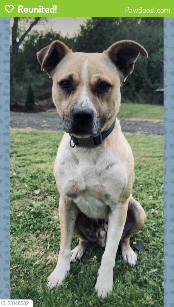 Reunited Male Dog last seen Argo Margaret road, Odenville, AL 35120