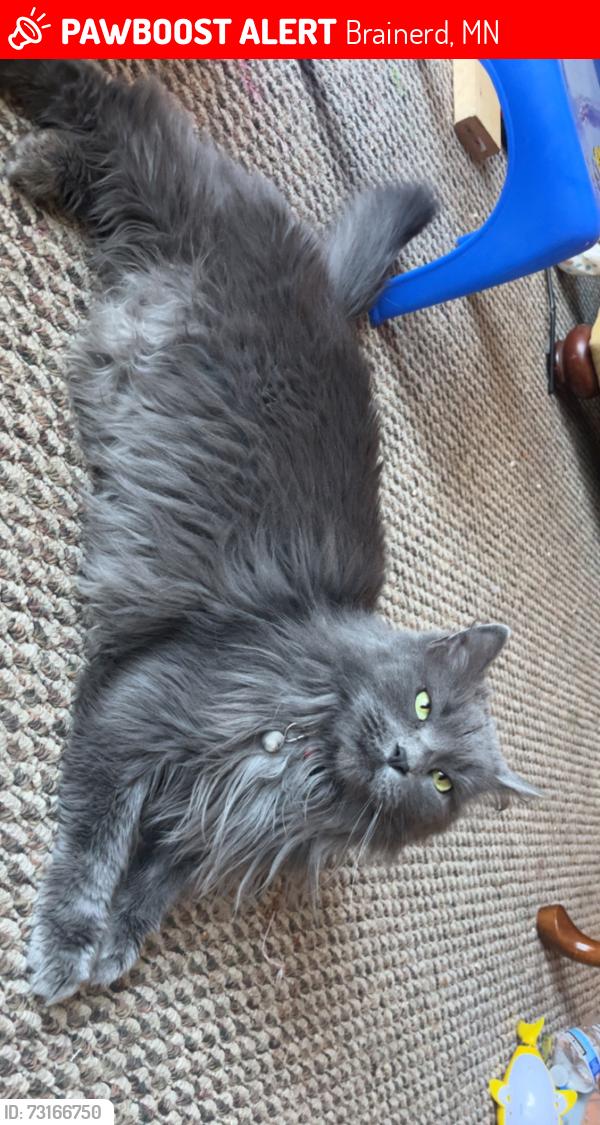 Lost Female Cat last seen 9th st, Brainerd, MN 56401