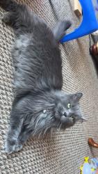 Lost Female Cat last seen 9th st, Brainerd, MN 56401