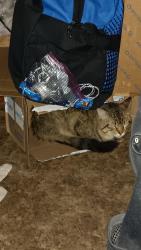 Lost Male Cat last seen Monoclonal and Warwick, El Paso, TX 79907
