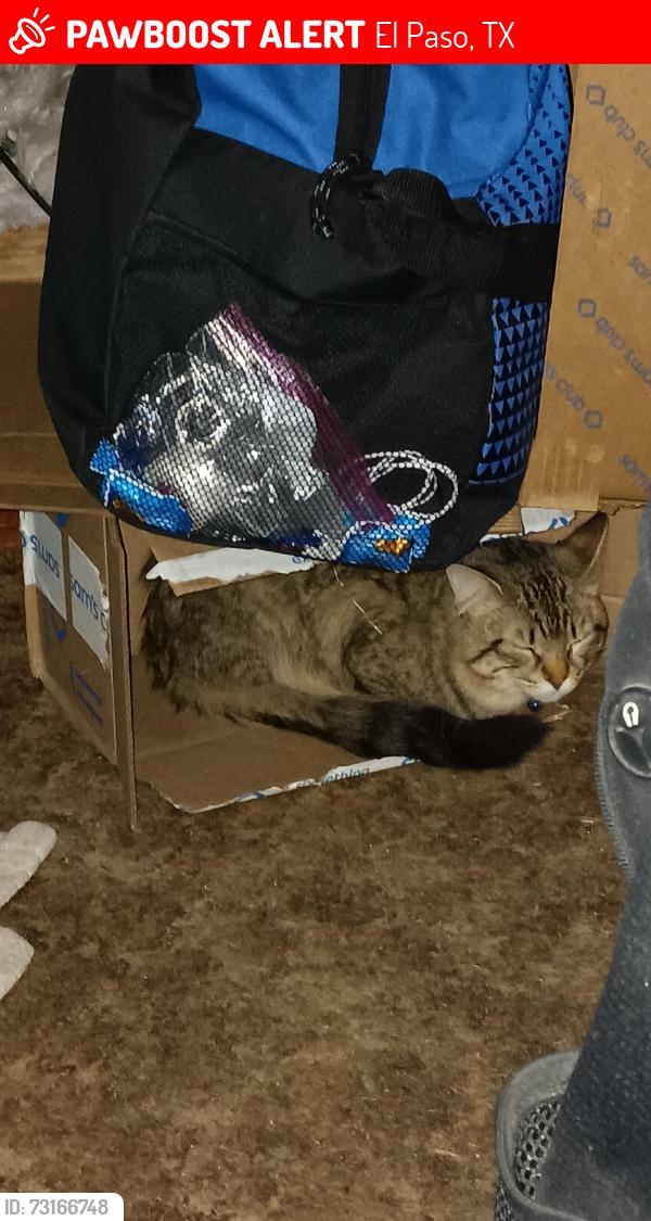 Lost Male Cat last seen Monoclonal and Warwick, El Paso, TX 79907