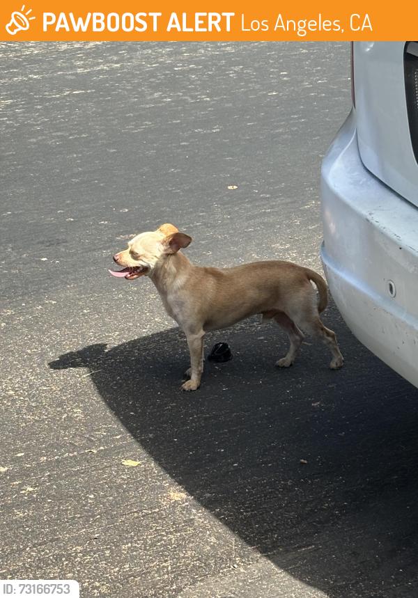 Found/Stray Male Dog last seen James M Wood, Los Angeles, CA 90057