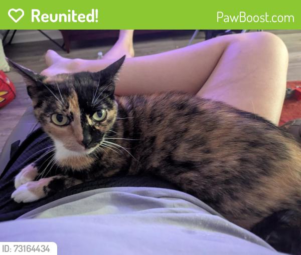 Reunited Female Cat last seen Shamus Way & Adair Dr, Knoxville, TN 37918