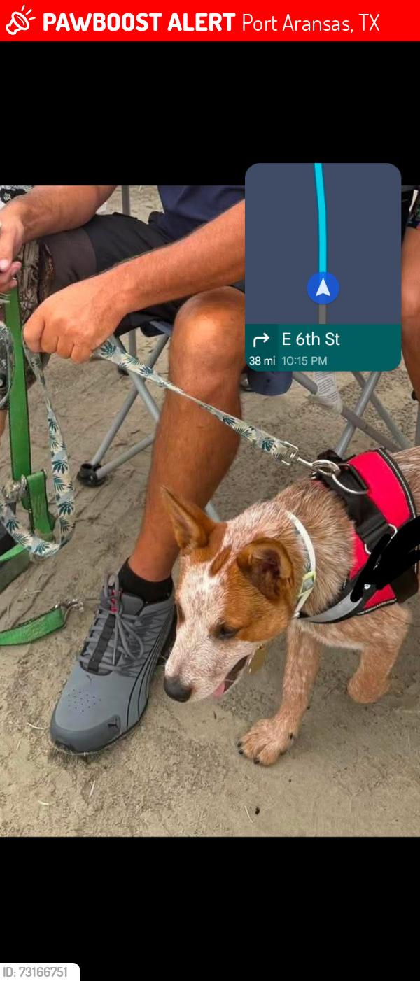 Lost Male Dog last seen Corner of ave h and sixth Street Port Aransas tx, Port Aransas, TX 78373