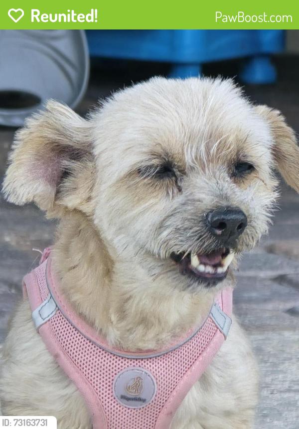 Reunited Female Dog last seen Decatur and farm, North Las Vegas, NV 89084