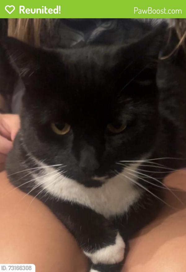 Reunited Female Cat last seen Viking and Baugh, Elk River, MN 55330