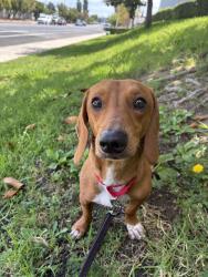 Shelter Stray Male Dog last seen Alta View Drive, San Diego, CA, 92139, El Cajon, CA 92020, USA