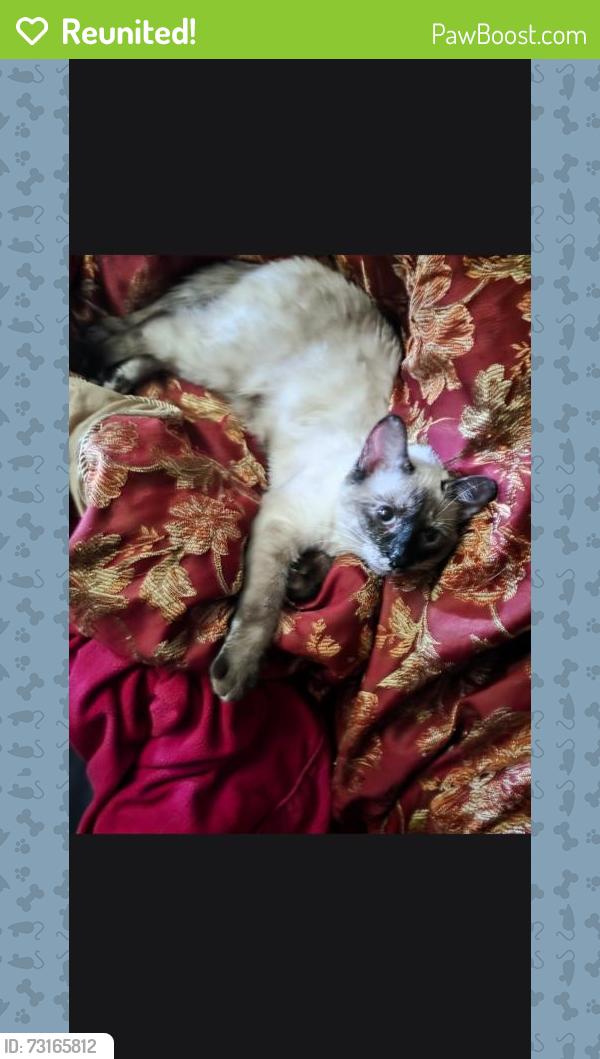 Reunited Unknown Cat last seen Maple grove, Bradford West Gwillimbury, ON L3Z 1T6