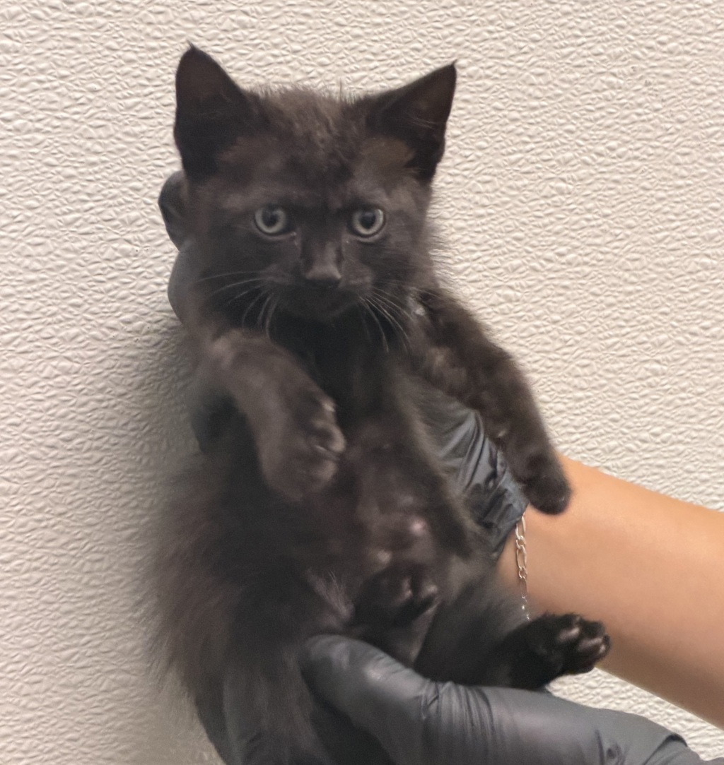 Shelter Stray Female Cat last seen Near Camberely Court, San Diego, CA, 92154, 5500 Gaines St, San Diego, CA 92110, USA