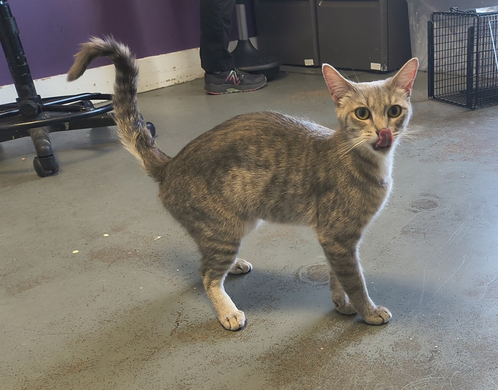 Shelter Stray Female Cat last seen Near S Gold Ridge Drive, Magna Township, UT, 84044, 511 W 3900 S, Salt Lake City, UT 84123, USA