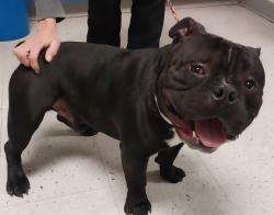Shelter Stray Male Dog last seen Near S Navajo Street, SALT LAKE CITY, UT, 84104, 511 W 3900 S, Salt Lake City, UT 84123, USA