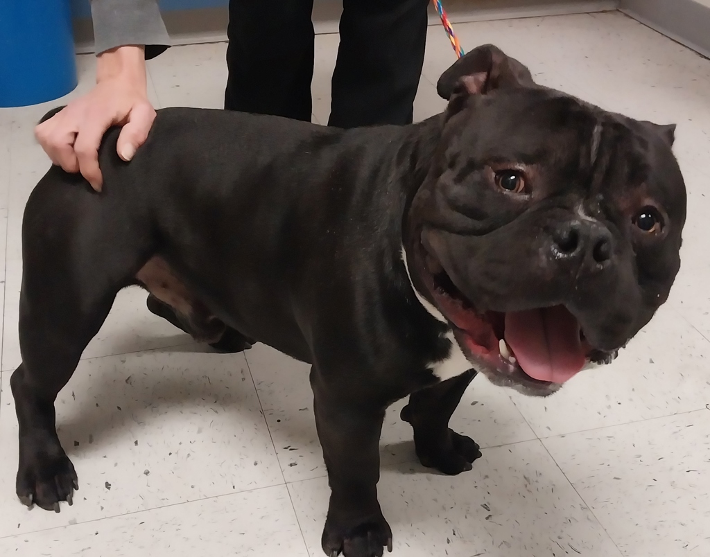 Shelter Stray Male Dog last seen Near S Navajo Street, SALT LAKE CITY, UT, 84104, 511 W 3900 S, Salt Lake City, UT 84123, USA