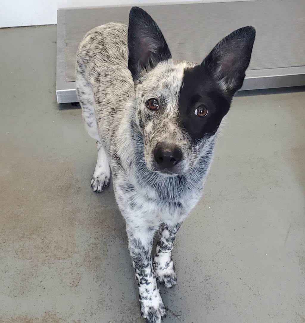 Shelter Stray Female Dog last seen Near S Scenic Drive, SALT LAKE CITY, UT, 84109, 511 W 3900 S, Salt Lake City, UT 84123, USA