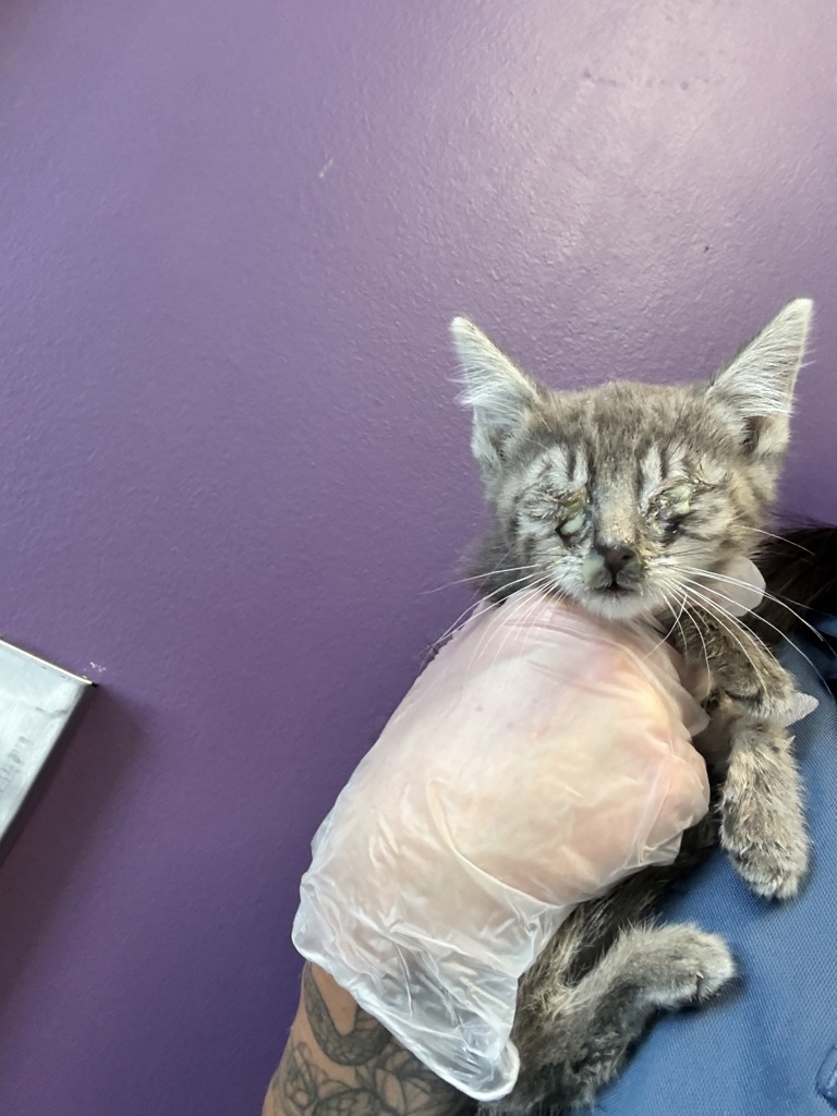 Shelter Stray Male Cat last seen Near S Pueblo Street, SALT LAKE CITY, UT, 84104, 511 W 3900 S, Salt Lake City, UT 84123, USA