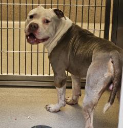 Shelter Stray Male Dog last seen Near Baldwin Street, OAKLAND, CA, 94621, 8323 Baldwin St, Oakland, CA 94621, USA