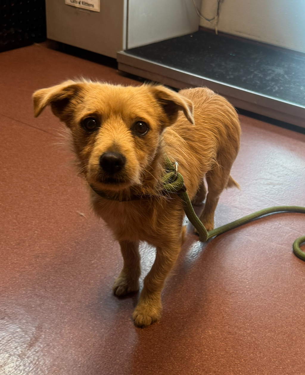 Shelter Stray Male Dog last seen Near Coe Avenue, SAN LEANDRO, CA, 94579, 8323 Baldwin St, Oakland, CA 94621, USA