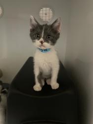 Shelter Stray Male Cat last seen Near Magellan Lane, Vista, CA, 92081, Oceanside, CA 92058, USA