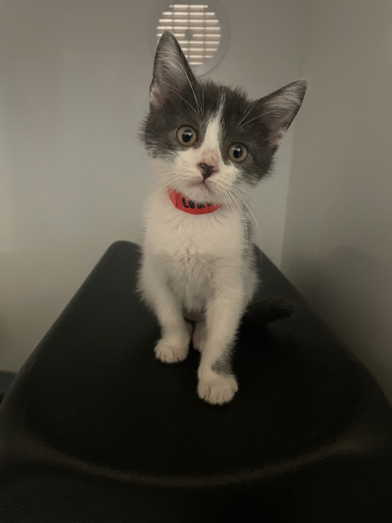 Shelter Stray Female Cat last seen Near Magellan Lane, Vista, CA, 92081, Oceanside, CA 92058, USA