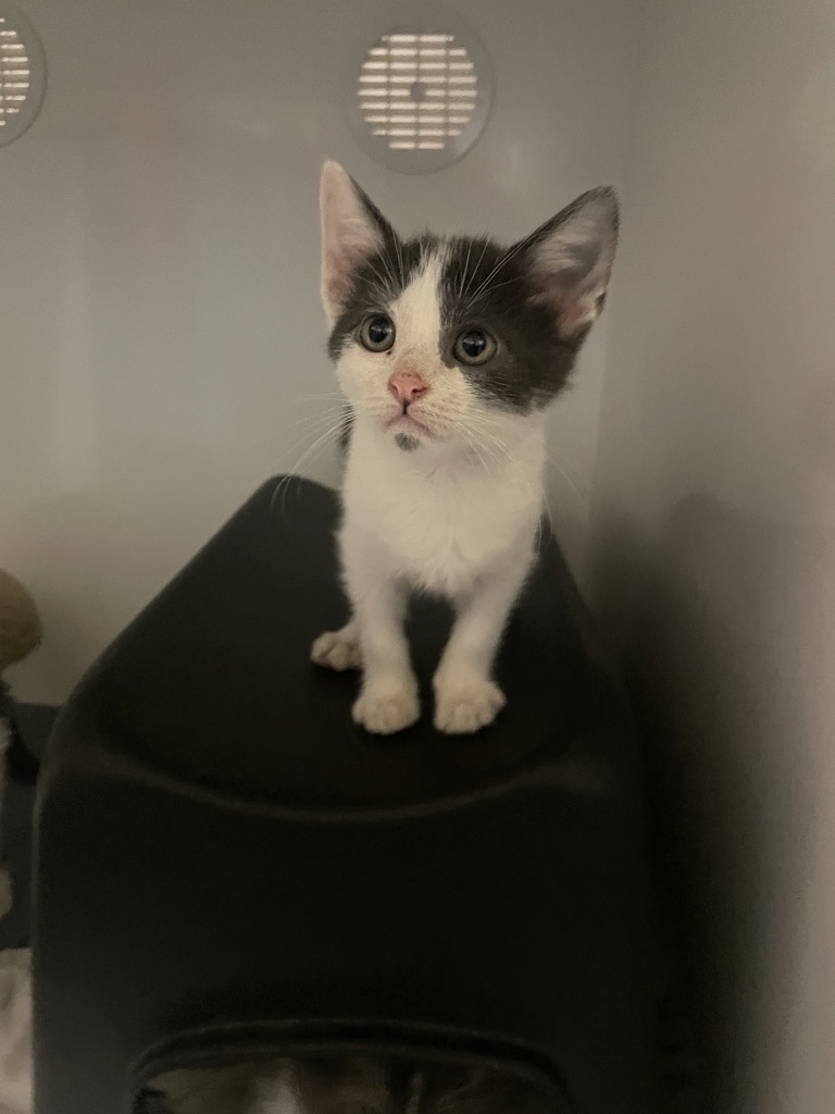 Shelter Stray Female Cat last seen Near Magellan Lane, Vista, CA, 92081, Oceanside, CA 92058, USA