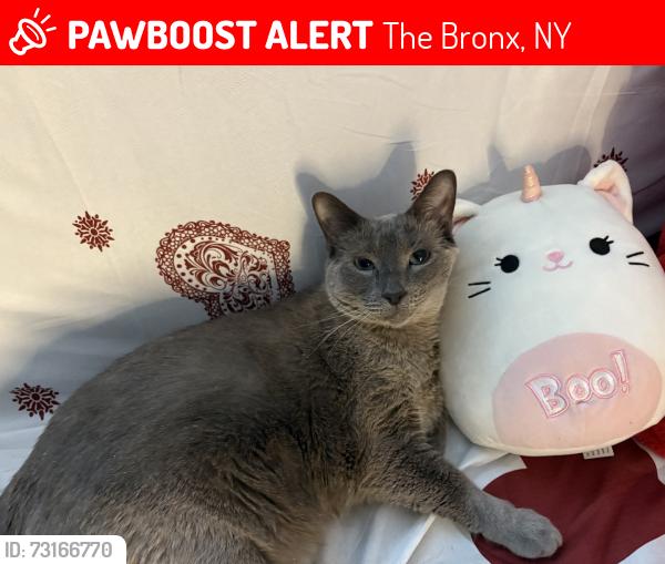 Lost Male Cat last seen Gildersleeve ave, The Bronx, NY 10473