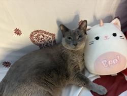 Lost Male Cat last seen Gildersleeve ave, The Bronx, NY 10473