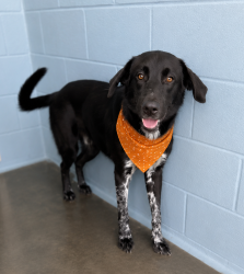 Shelter Stray Male Dog last seen Near Ridge Road, DUSON, LA, 70529, 410 Dugas Rd, Lafayette, LA 70507, USA