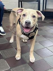 Shelter Stray Male Dog last seen Apt 1A,2788 Claflin Avenue, BRONX, NY, 10468, 326 E 110th St, New York, NY 10029, USA
