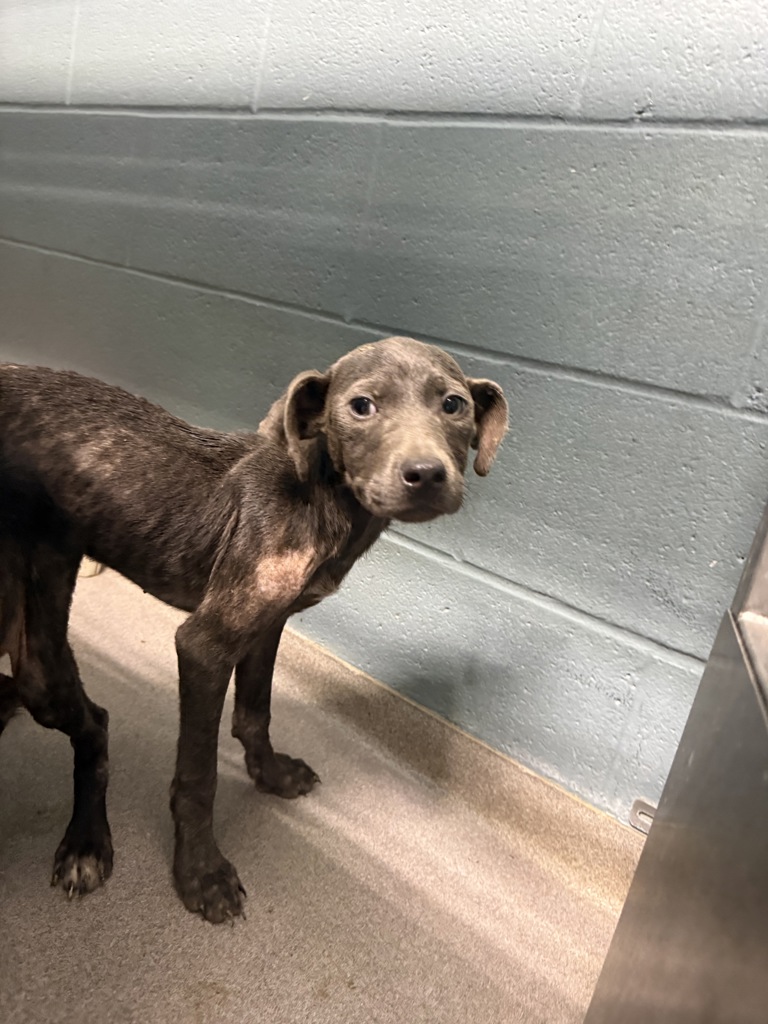 Shelter Stray Female Dog last seen Near Hebert Road, LAFAYETTE, LA, 70506, 410 Dugas Rd, Lafayette, LA 70507, USA