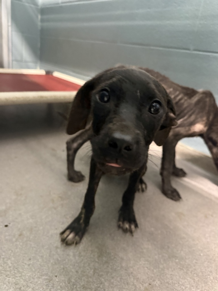 Shelter Stray Female Dog last seen Near Hebert Road, LAFAYETTE, LA, 70506, 410 Dugas Rd, Lafayette, LA 70507, USA