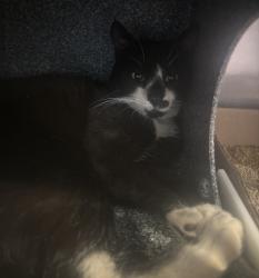 Shelter Stray Male Cat last seen Delancy Street, NEW YORK, NY, 10002, 326 E 110th St, New York, NY 10029, USA
