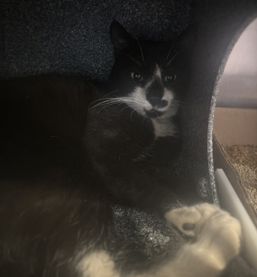 Shelter Stray Male Cat last seen Delancy Street, NEW YORK, NY, 10002, 326 E 110th St, New York, NY 10029, USA