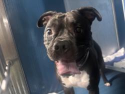 Shelter Stray Female Dog last seen Near W 99th Street, NEW YORK, NY, 10025, 326 E 110th St, New York, NY 10029, USA